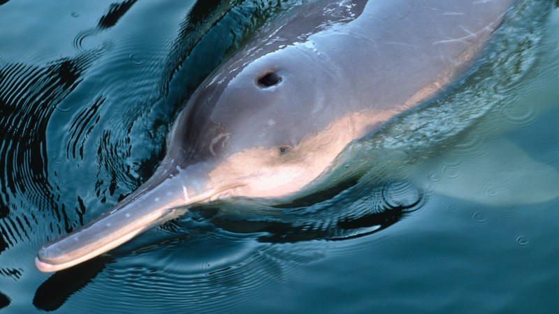 Yangtze river dolphin (Lipotes vexillifer) captive, Wuhan.