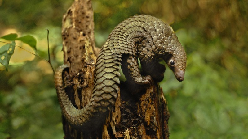 Long-tailed pangolin, Manis tetradactyla, D.R. Congo.