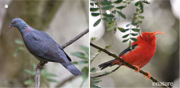 Figure 1 Bolle’s pigeon and the Hawaii’s iiwi