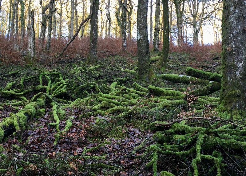 Moss covered trees and roots