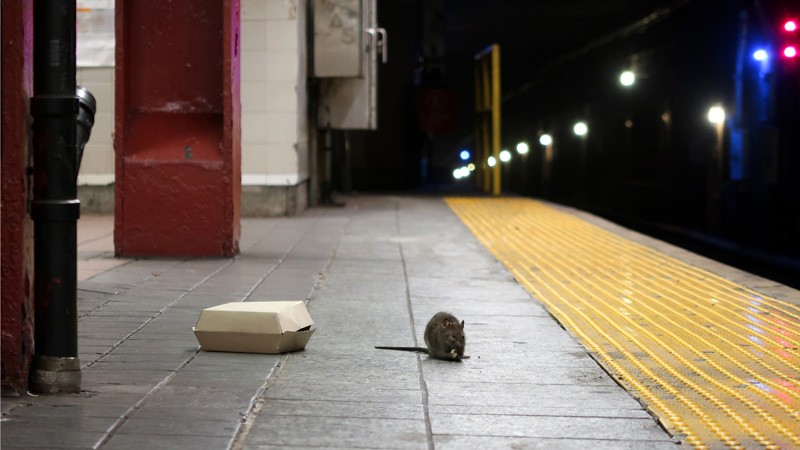 A rat eats on the platform at the Herald Square subway station in New York City.