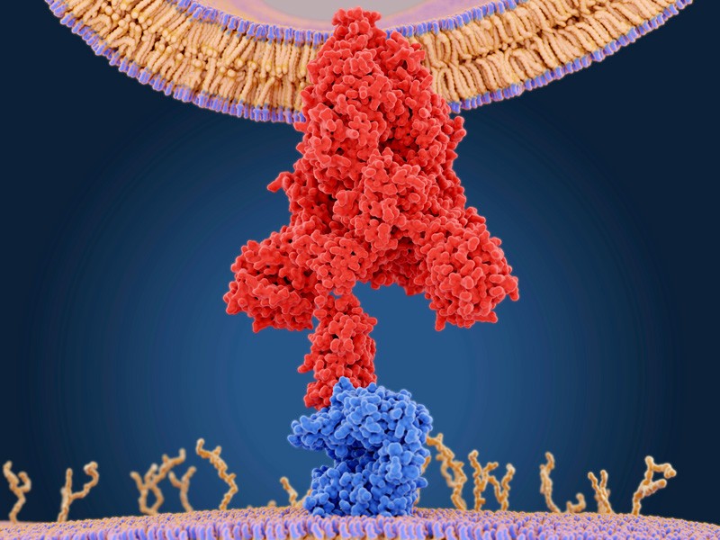 Molecular model of a coronavirus spike protein.