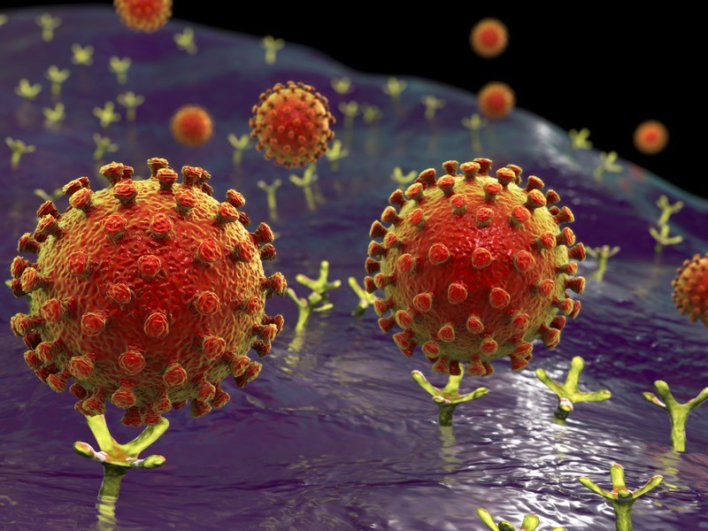 Covid-19 coronavirus binding to human cell, conceptual computer illustration.