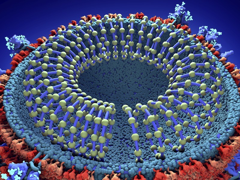 Coronavirus particle, illustration.