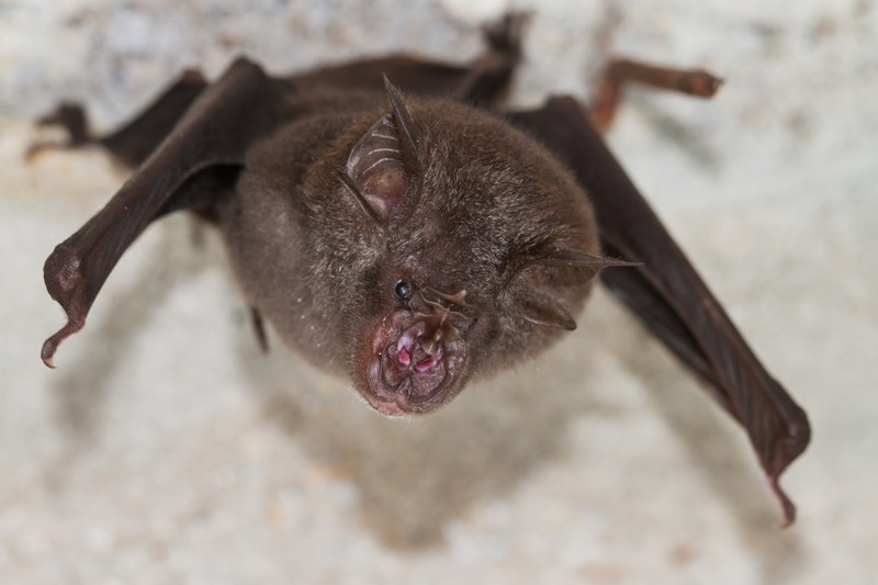 Least Horseshoe Bat