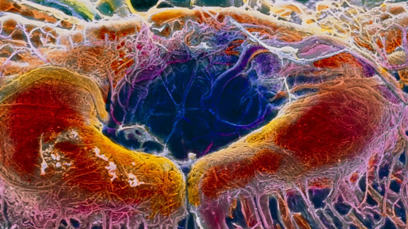 False-colour scanning electron micrograph of the human retina.