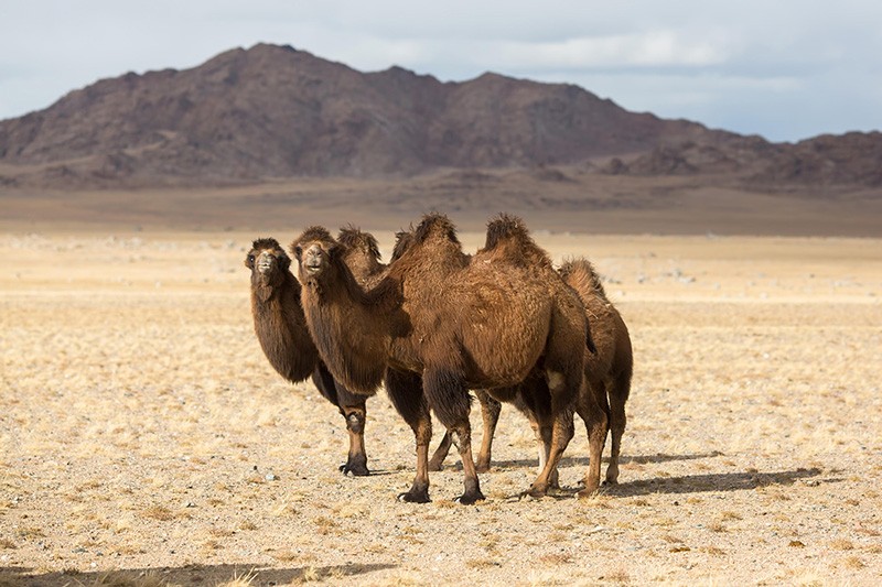 Three wild Bactrian camels in the desert of Western Mongolia
