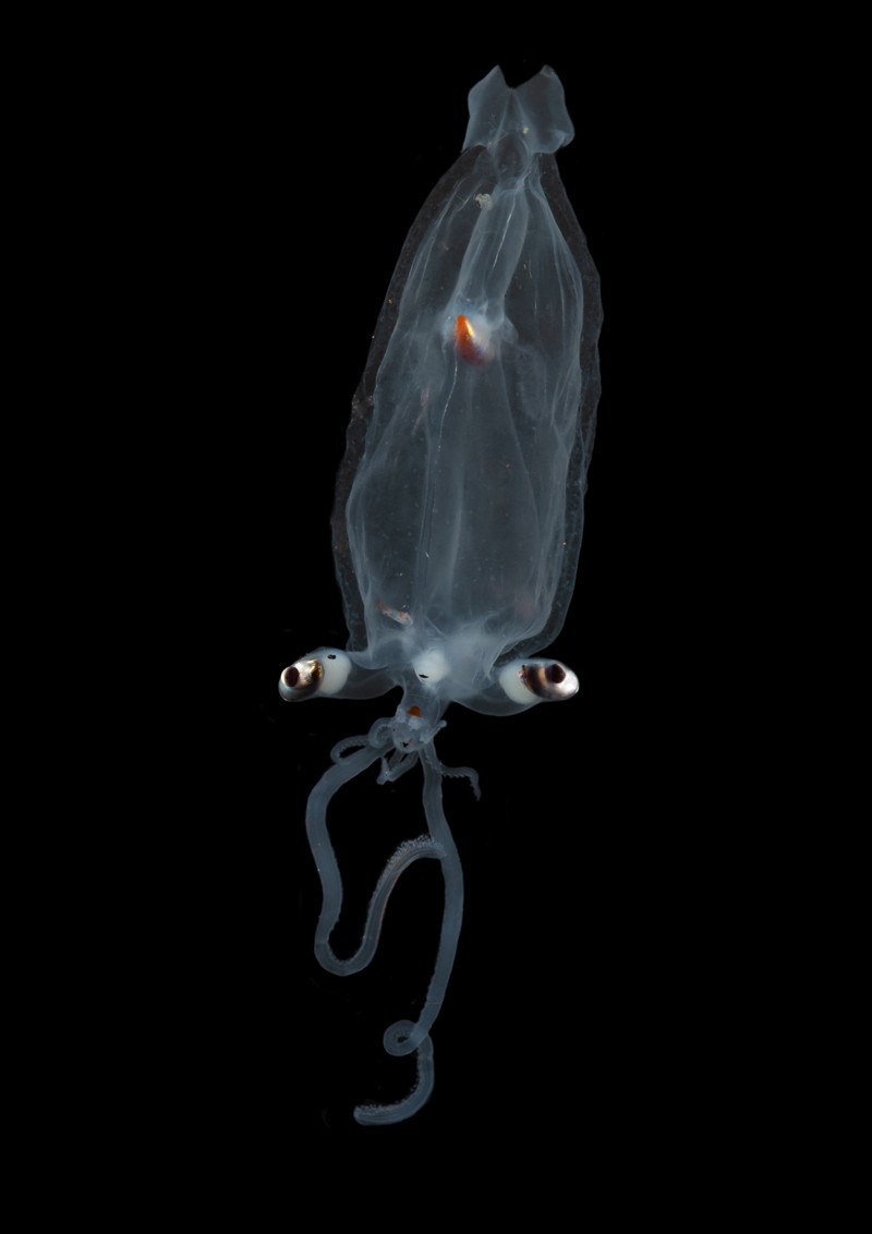 Transparent juvenile glass squid on a black background