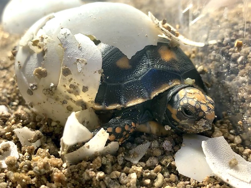 Baby turtle's head and front of shell emerging from broken egg.