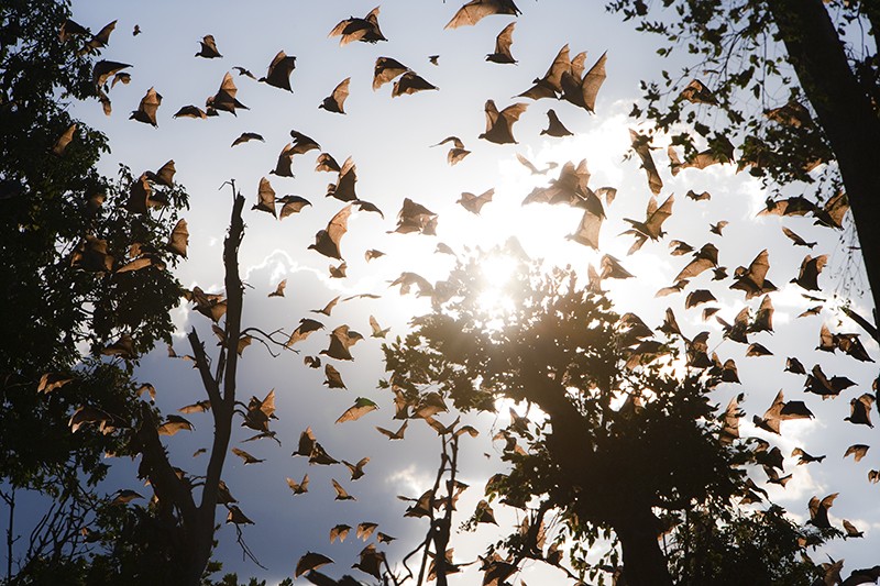 Straw-colored fruit bats (Eidolon helvum) fly through Kasanka National Park in Zambia