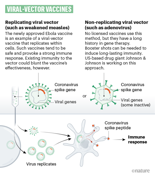 A graphic that shows how viral vectors containing coronavirus genes can be used in a vaccine.