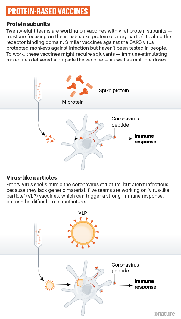 A                                    graphic that shows how coronavirus                                    proteins can be used in a vaccine.