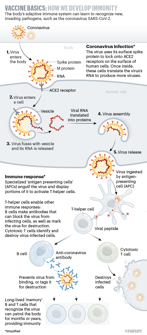 A
            graphic that shows how the body develops immunity to
            coronavirus.