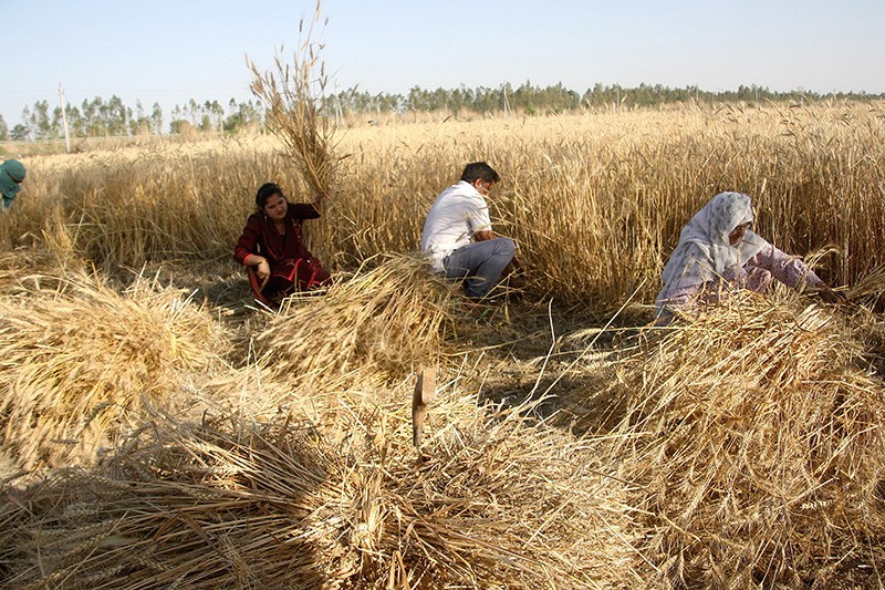 Four farmers harvest wheat in Kheri Sadh village, India