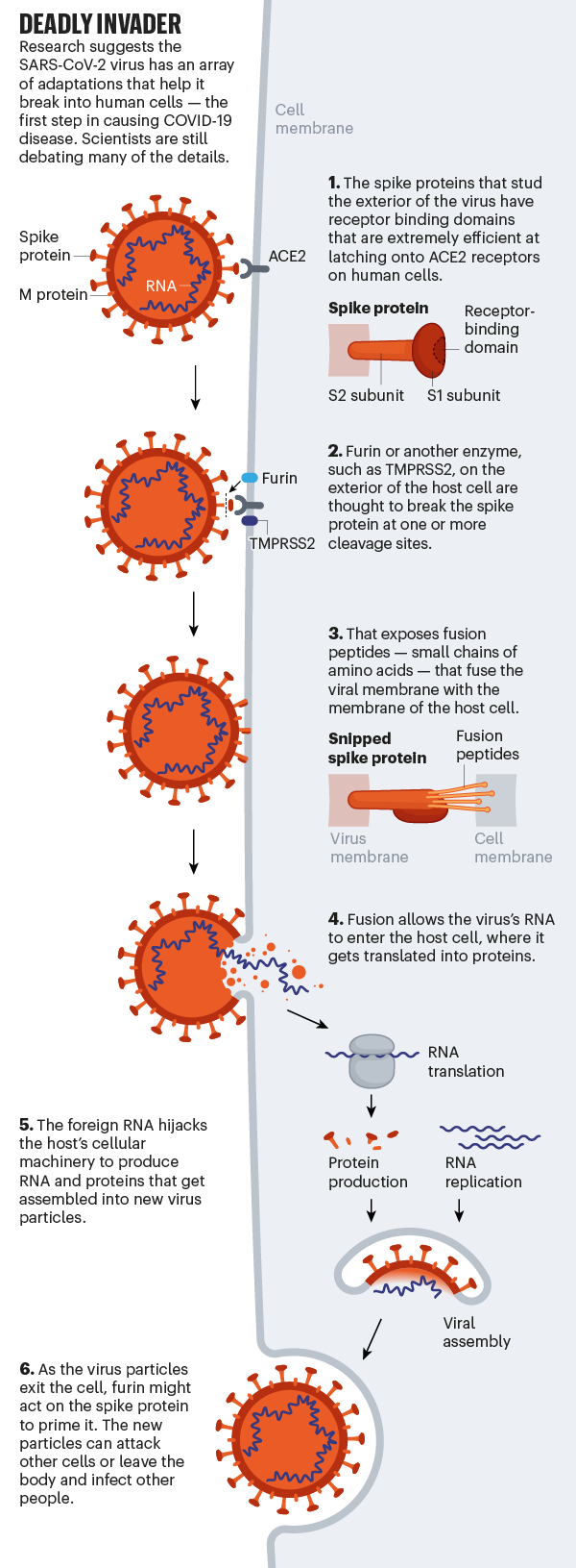 Deadly invader. Graphic showing SARS-CoV-2 infecting a human cell.
