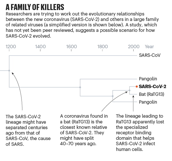 A family of killers. Chart showing evolution of SARS-CoV-2.