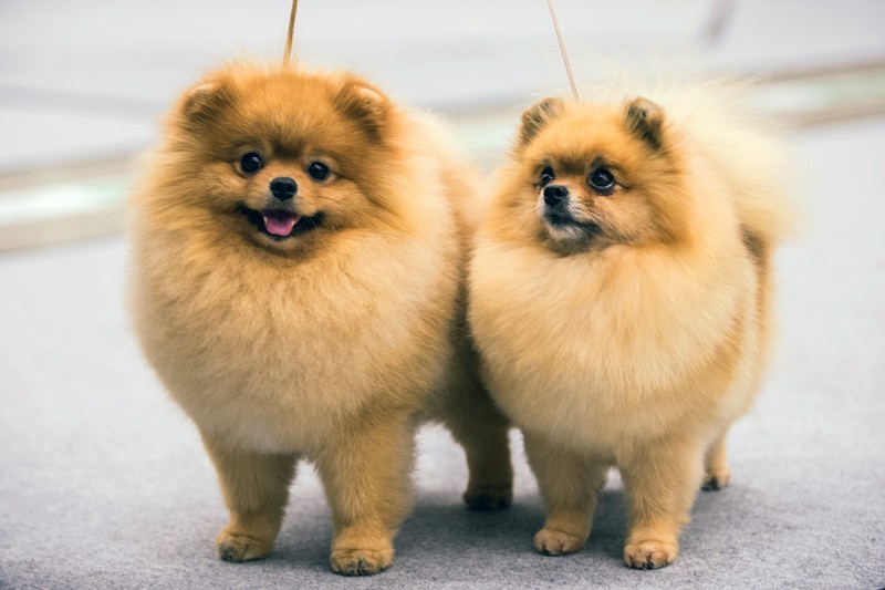 två Pomeranian Spitzs