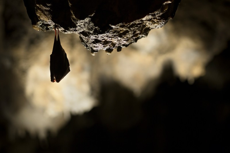 Greater horseshoe bat roosting in cave