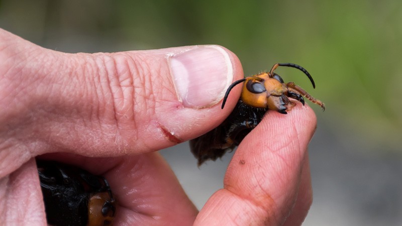Washington State Department of Agriculture entomologist Chris Looney holds an Asian Giant Hornet.