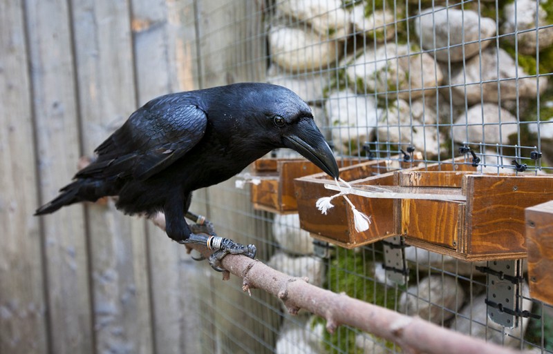 Common raven performing cognitive experiments with string and boxes in a large cage