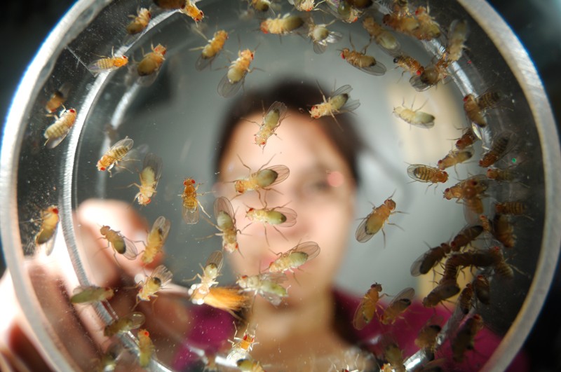 View through a glass dish of a research scientist sorting a laboratory culture of common fruit flies