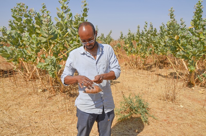 Abdulhakim Abdi collecting soil samples in central Sudan