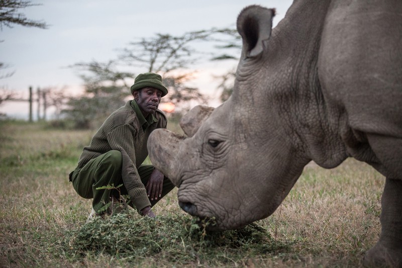 A northern white rhino is fed by its keeper at a wildlife sanctuary in Kenya