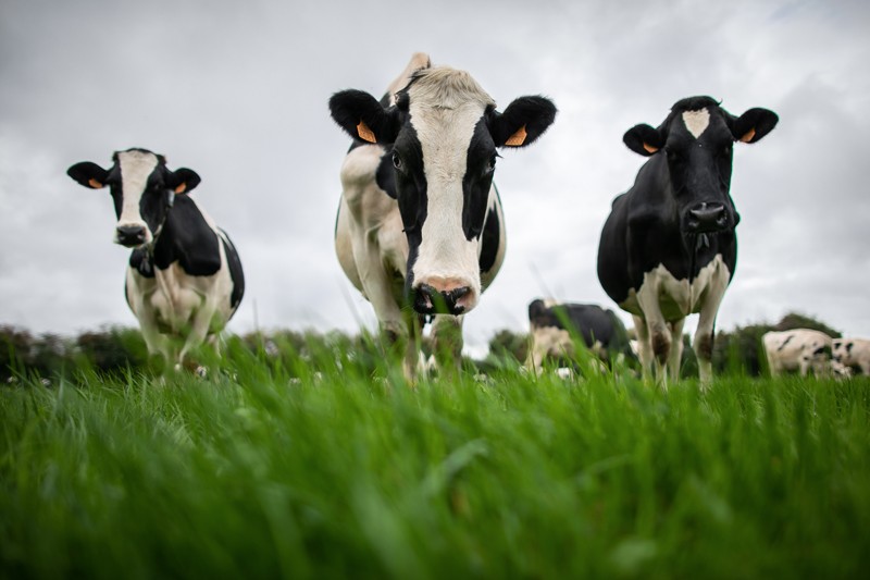 Three black and white cows in a field.