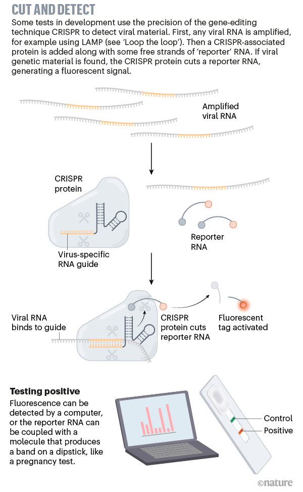 A graphic explaining a CRISPR-based viral diagnostic test.