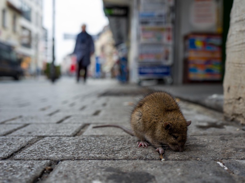 Figure 1: Rat On Cobbled Street In City.