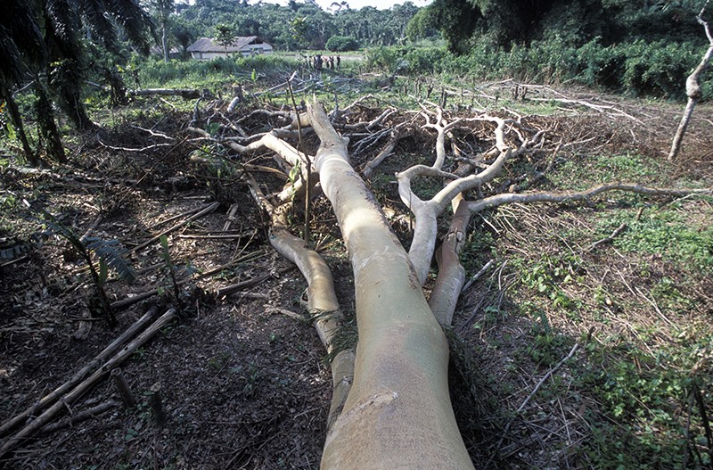 Árvores de madeira de lei da floresta tropical derrubadas na Bacia do Congo, com moradores ao fundo