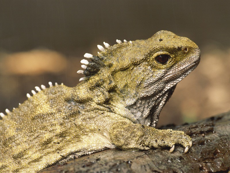 Figure 1 Tuatara, Sphenodon punctatus, New Zealand.