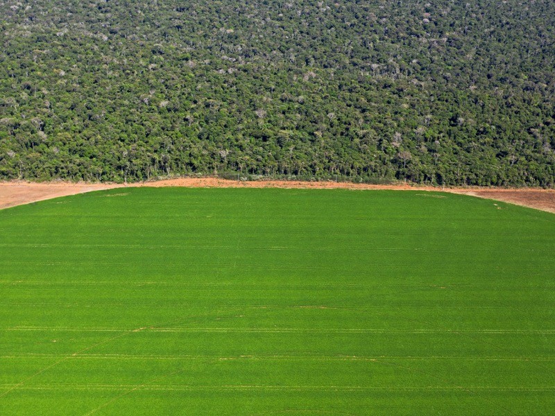 Figura 1: Vista aérea de um campo de feijão na fronteira com uma reserva de floresta tropical perto de Sorriso, Estado de Mato Grosso, Brasil