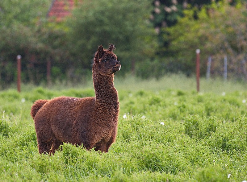 Alpaca Tyson, shown here in a field in Germany, was immunized with coronavirus proteins