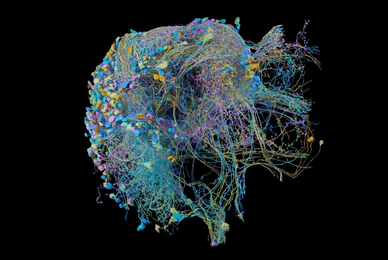 Neurons in the right superior lateral protocerebrum of Drosophila