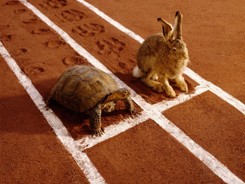 Tortoise and hare on the track.