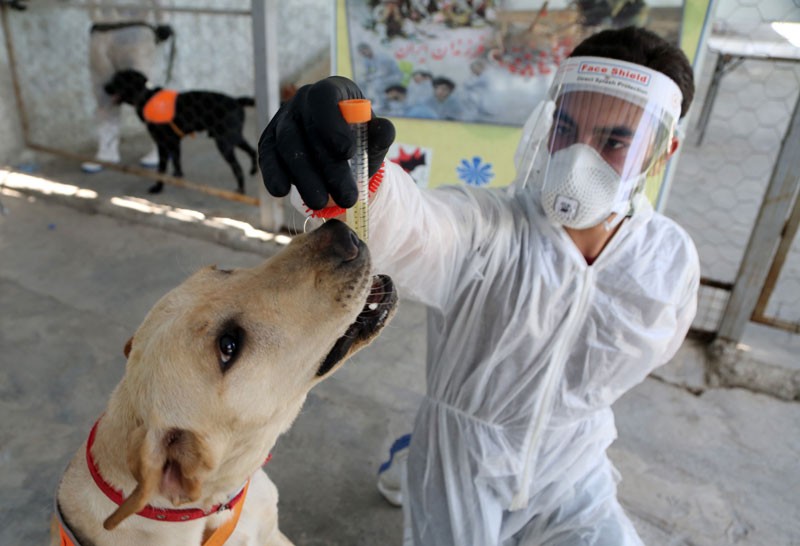 A man in protective gear holds a vial of liquid up to the nose of a dog.