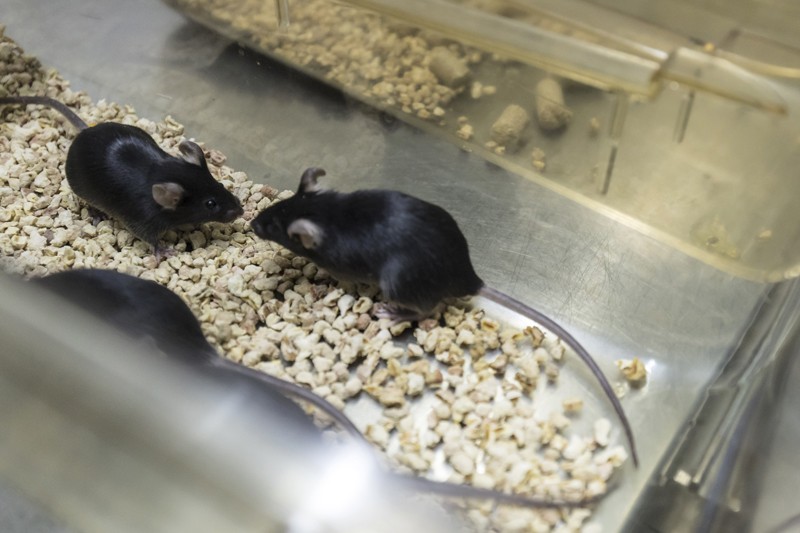 Black mice in a container on a laboratory bench.