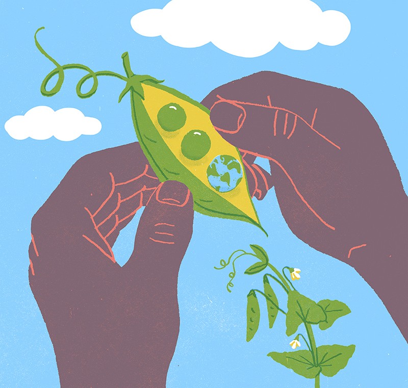 Illustration of a pair of hands opening a pea pod