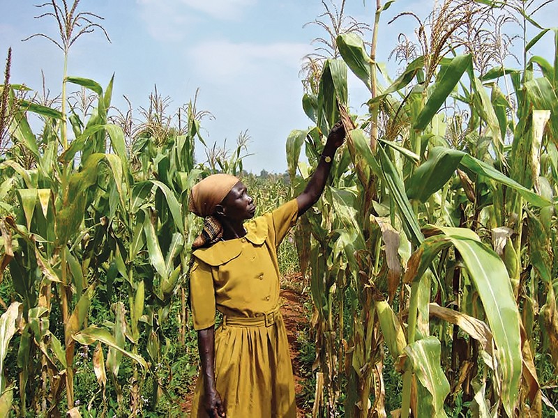 A farmer stands in the midst of tall maize plants