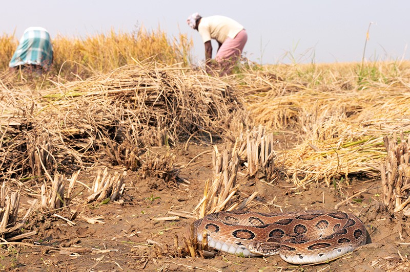 A viper near rice field workers in South India