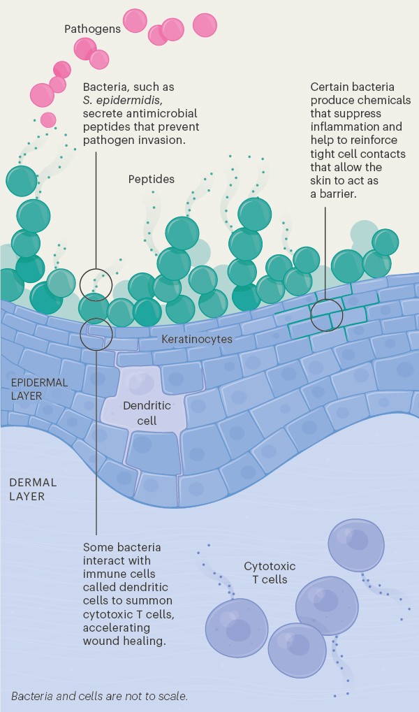 Graphic showing how microbes interact with with host cells in the skin