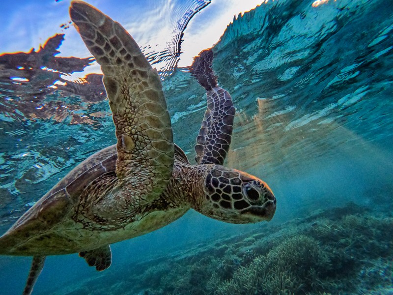 A green sea turtle among the corals at Lady Elliot Island, Australia