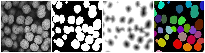 Four cell nuclei images from a microscope