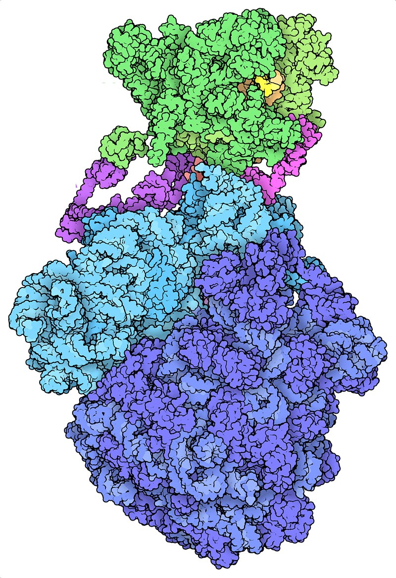 Protein Data Bank molecule model