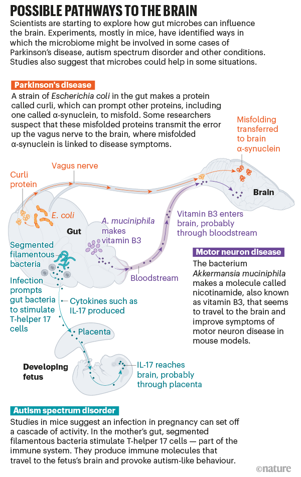 Grafico che mostra i possibili percorsi nei topi attraverso i quali i batteri nell'intestino potrebbero influenzare il cervello.