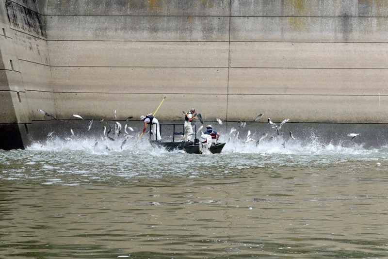 Fisheries technicians use electrofishing techniques to stun Asian Carp