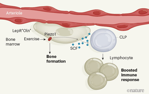 improve immune system, exercise for improved immune, stem cell news, stemcells21, 