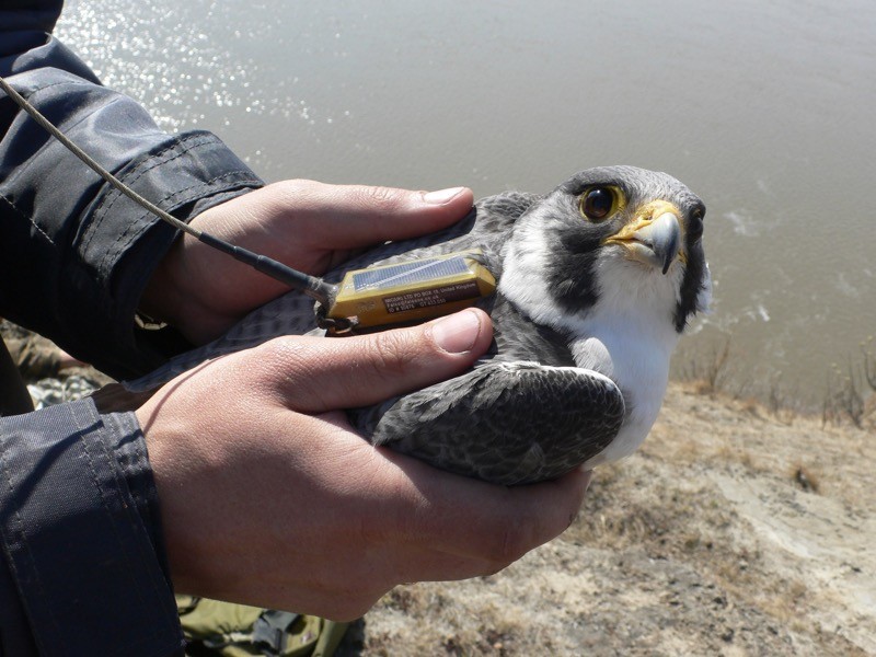 Peregrine falcon with satellite tag prior to release.