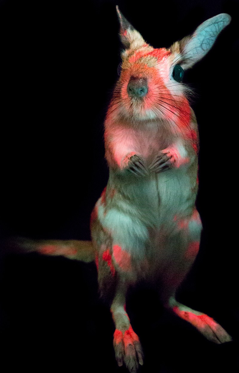A South African springhare standing on its hind legs glows pink and blue under ultraviolet light